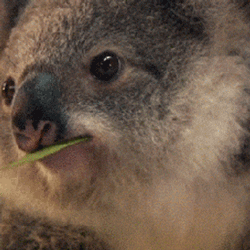 085419t6kzq8qqv2zf1l2v.gif