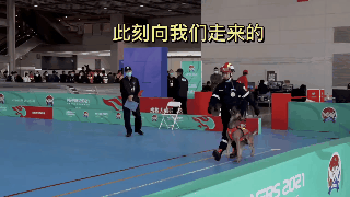 085311j0cd9x4luzo9vxp9.gif