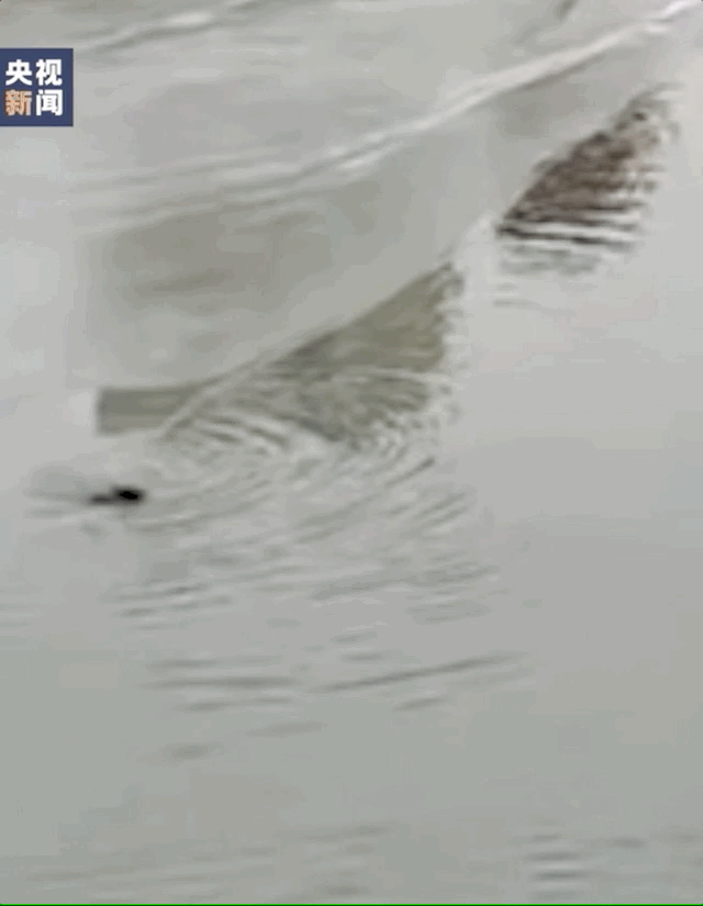 085748xu94i9ffc4ns5fcg.gif
