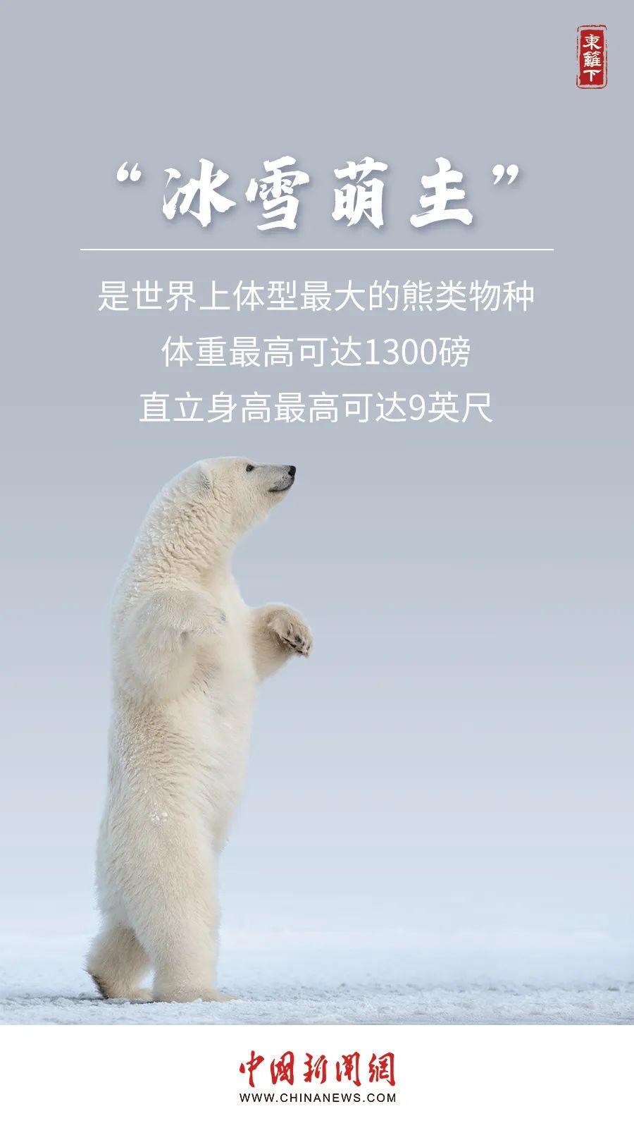 085137lbvb1ppjzliiyi5b.jpeg