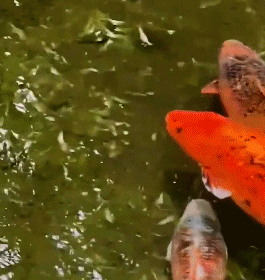 174300di9tu54d3ff8bmaz.gif
