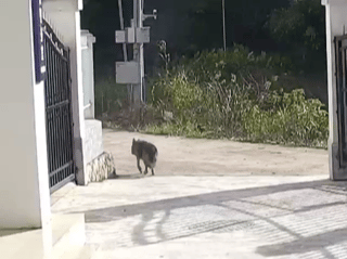 085550hqjjtv9bu6qucsoc.gif