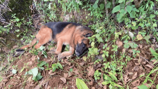 085550tjfeiy0tbutgvzhi.gif