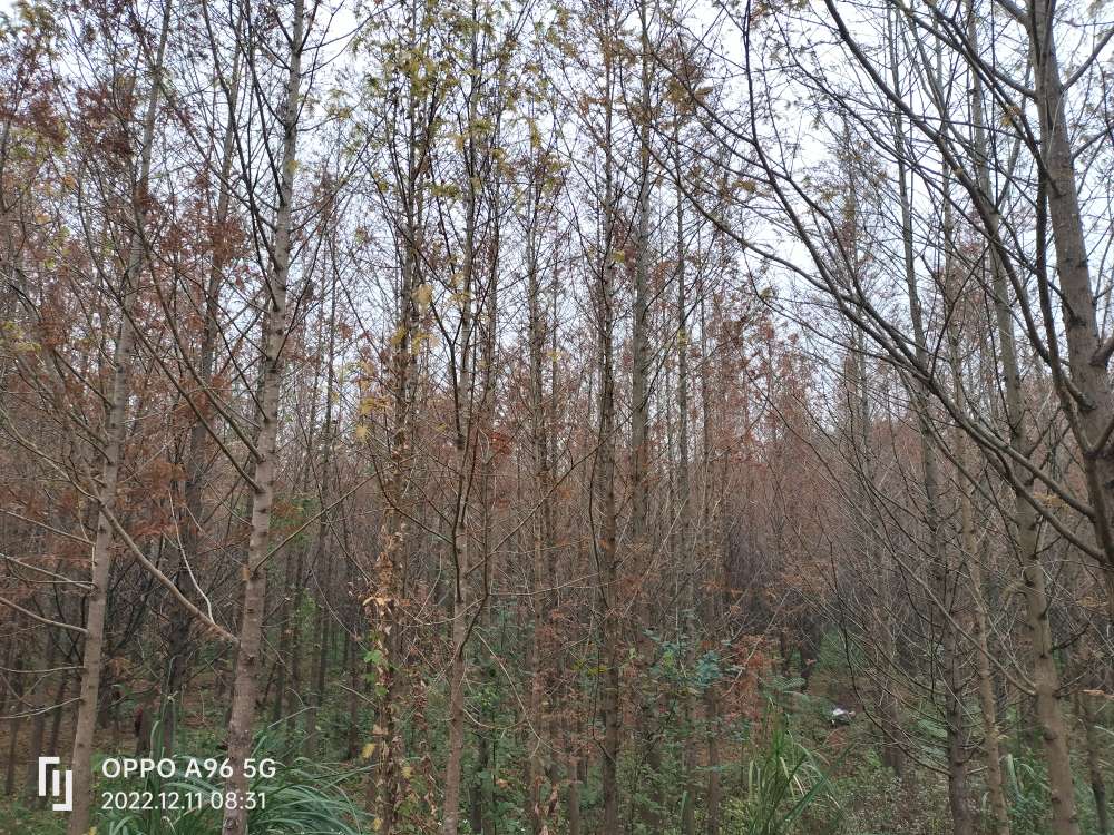 20221211092059front2_0_240_FuY7RTLErBXHAJ_2w51z7mp9Ji87.jpg