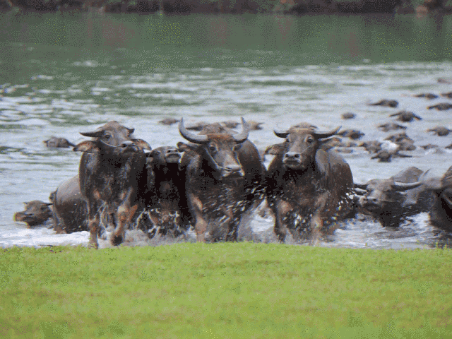105925wbnbclbvbb8gr63x.gif