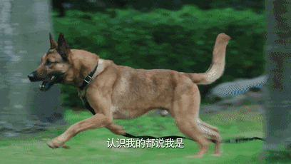 100000t95u27ahggbogt48.gif
