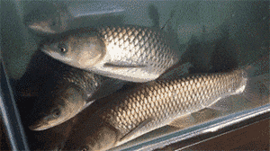094335y3h55ut05d88800w.gif