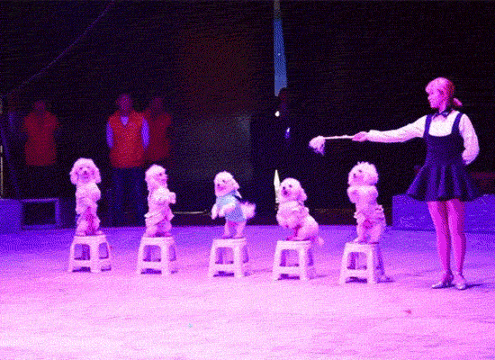 101855ene6z6tsehzu5d56.gif